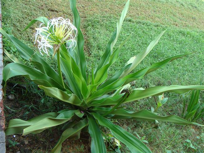 Crinum asiaticum
